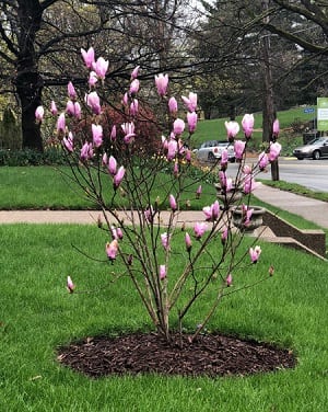 plantar una magnolia