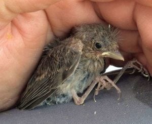 que hay que hacer cuando encuentres un pajarito