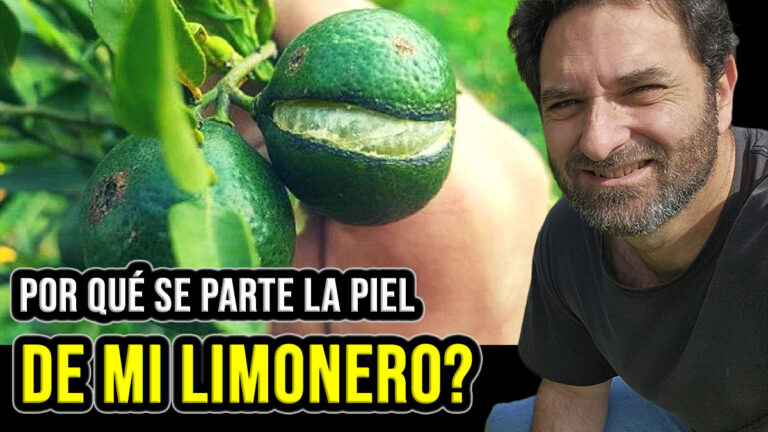 Por qué se abren los frutos de los cítricos – Como prevenir que la cáscara se raje