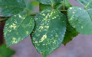 virus del mosaico en rosal