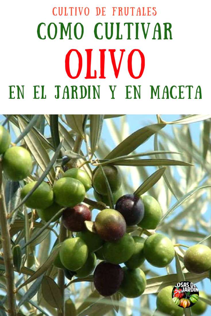 ¿Sabías que puedes cultivar olivos en tu jardín? Cultivar olivos es relativamente simple si puedes proveer la ubicación adecuada. #Cultivar #Plantas #Jardín #Jardineria #Huerto #Huertourbano