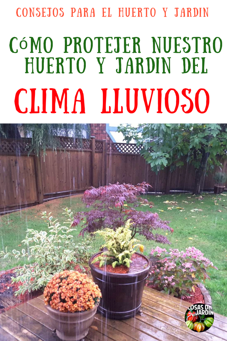 Una temporada lluviosa puede ser un problema para el Jardin, te dejo unos consejos para que tus plantas prosperen en condiciones excesivamente húmedas #Cultivar #Plantas #Jardín #Jardinería #Huerto #Huertourbano
