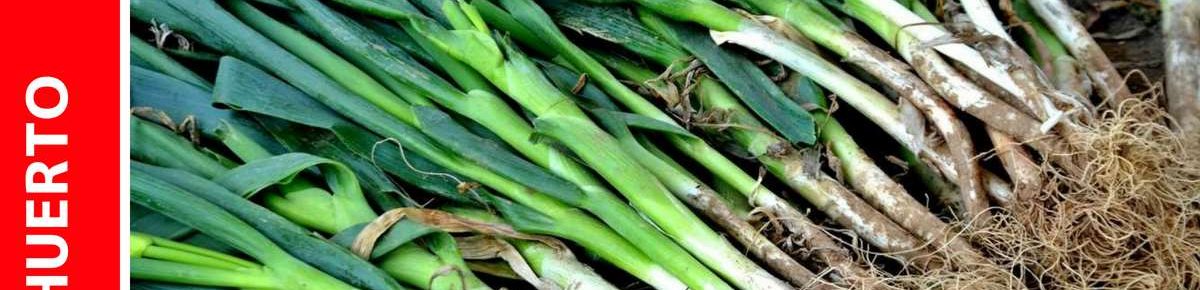 Cultivo de Cebolleta