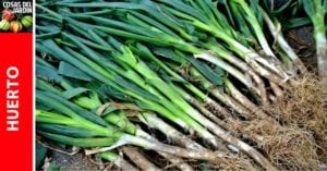 Guía de cultivo de la Cebolleta o Cebolla de Verdeo - Cosas Jardin