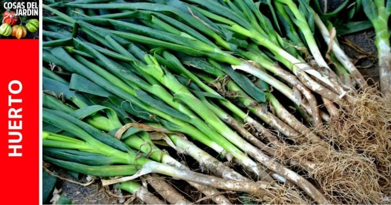 Guía de cultivo de la Cebolleta o Cebolla de Verdeo