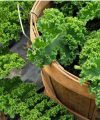 Cultivo de Kale