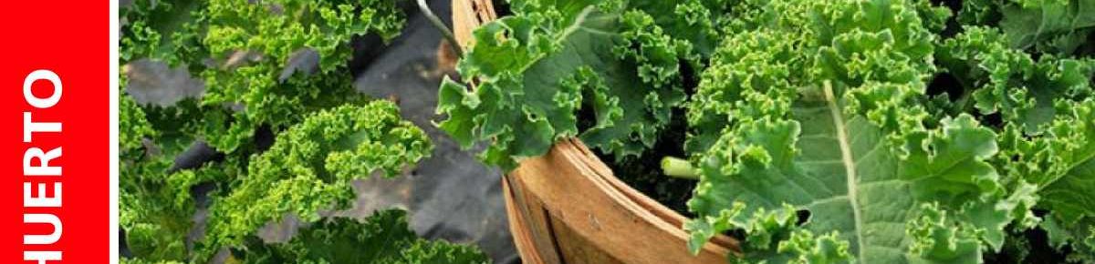 Cultivo de Kale