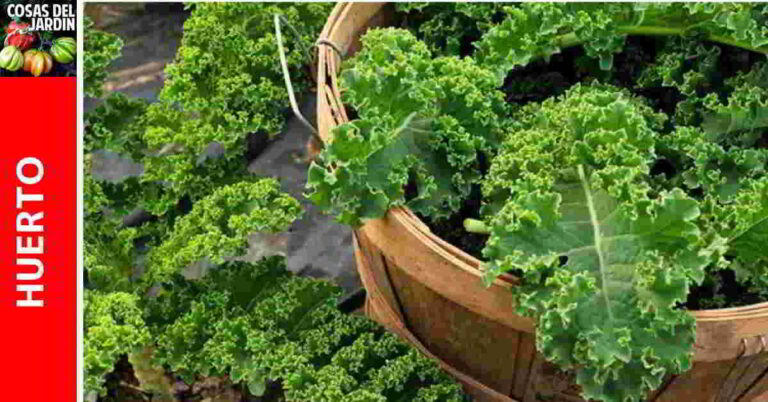 Guía de Cultivo de Kale – Siembra, Cuidados, Cultivo en maceta, plagas, fertilización