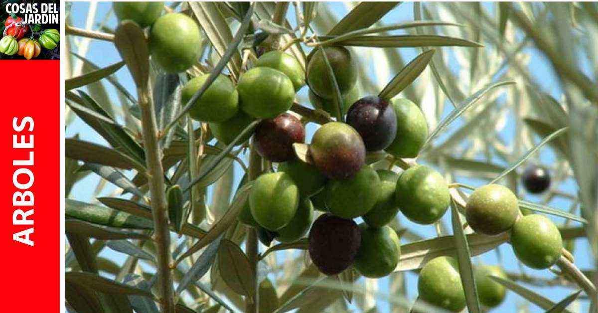 Información sobre cómo cultivar olivos Olivos. En el Jardín y en Maceta