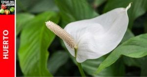 El Espatifilo es una planta tropical, y se comporta excepcionalmente bien en interior si les das las condiciones adecuadas. #Plantas #Jardin #Jardineria #Cultivar #Huerto #Huertourbano