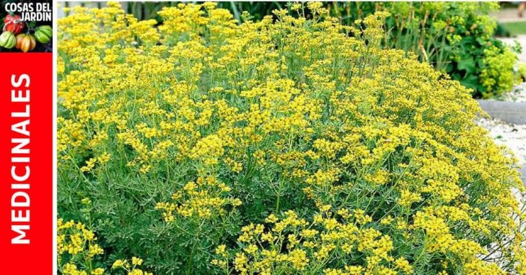 Guía de cultivo de Ruda