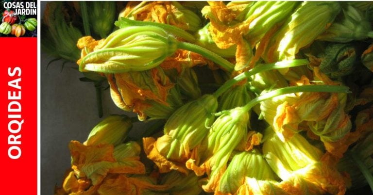 Cómo cosechar flores de Calabaza: cómo y cuándo recoger las flores de calabaza
