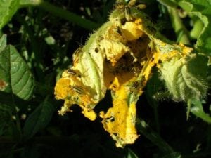 escarabajo del pepino comiendo una flor de zapallo