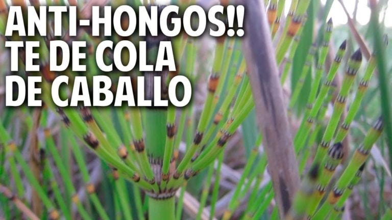 Guia de Cultivo de Cola de Caballo y Receta de Te Fungicida
