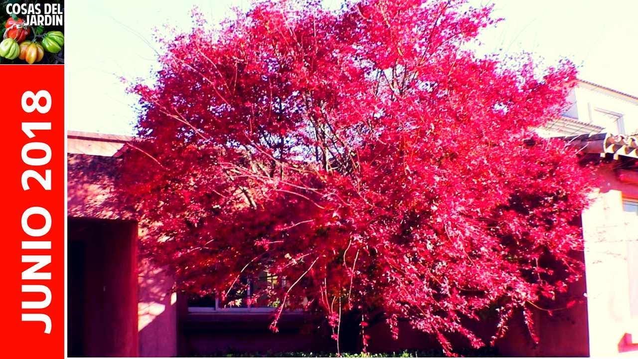 Cómo están creciendo mis cultivos Junio 2018