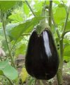 Cultivo de Berenjena