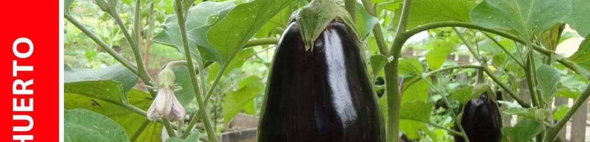 Cultivo de Berenjena
