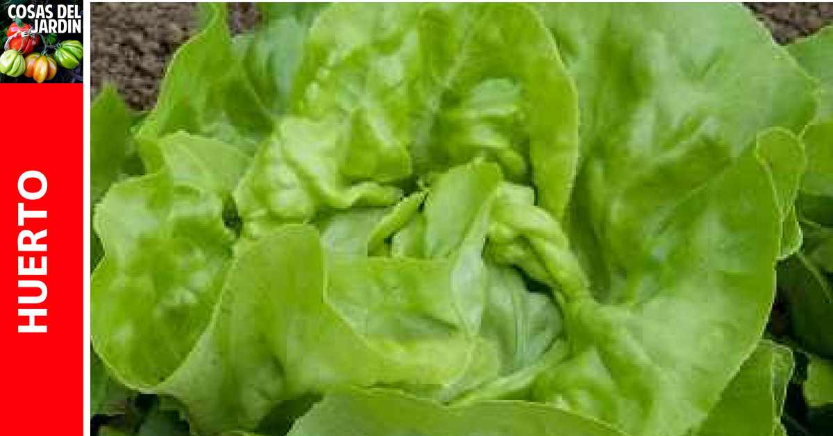 Cultivo de Lechuga: siembra, cultivo y cosecha de Lechuga