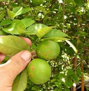 cancro fruto limonero