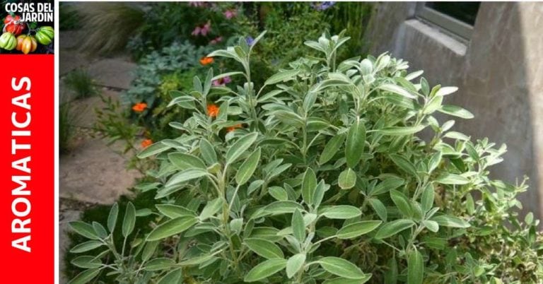 Guia de cultivo de Salvia – Cuidados, Reproducción, Poda, Maceta, Interior