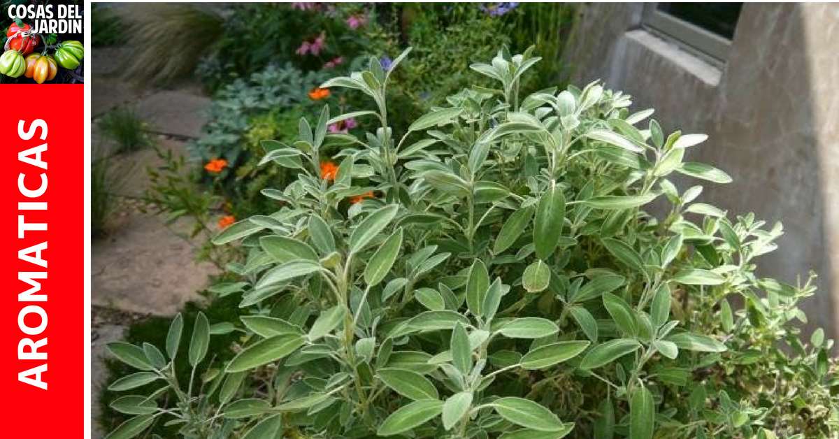 Cómo Cultivar Salvia Blanca  Cultivo de plantas, Fertilizante para  plantas, Jardineria y plantas