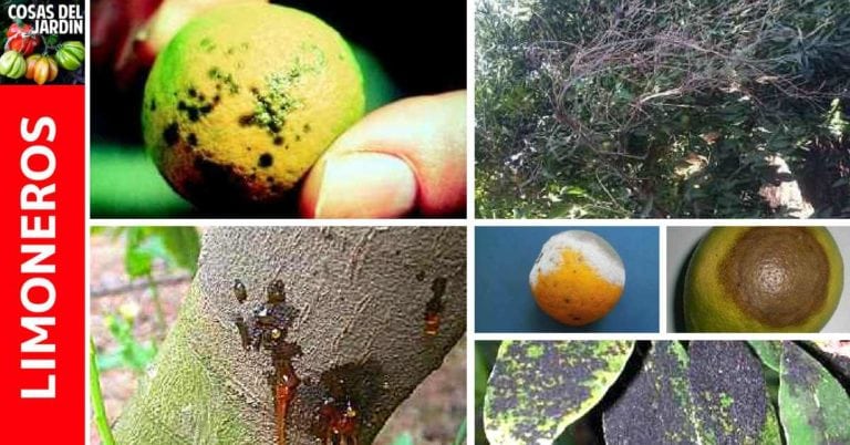 Guía de tratamiento de enfermedades comunes del limonero