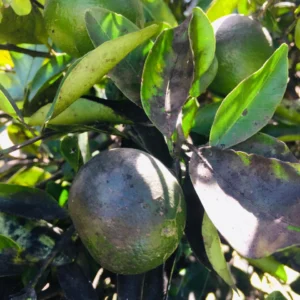 fumagina limonero