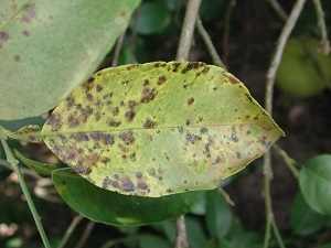 mancha grasienta limonero