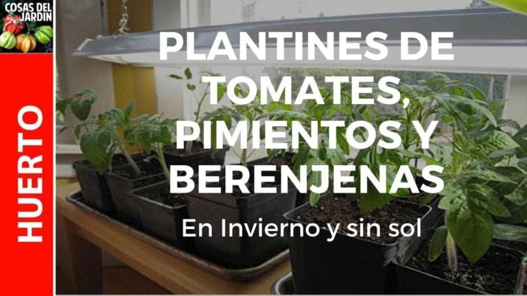 Como cultivar tomates, pimientos y berenjenas en invierno y sin sol – Como empezar los plantines