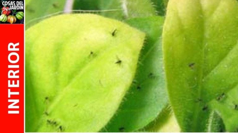 Como eliminar la mosca del sustrato en interiores, mosca del suelo control orgánico