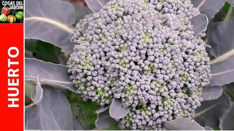 Cuándo cosechar el Brócoli y como darnos cuenta que está listo