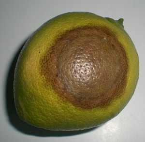phitophora fruto limonero