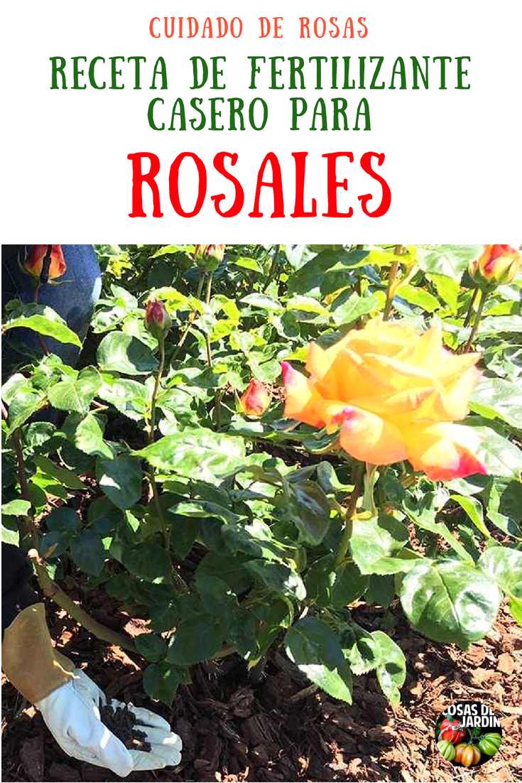 Como hacer un abono casero para Rosas y como Fertilizar Rosas. Las rosas necesitan muchos nutrientes para estar espectaculares, pero eso no tiene que ser algo complicado, Sigue leyendo para aprender sobre los mejores consejoas para fertilizar rosas y obtener una facil receta casera de fertilizante para rosas #Cultivar #Jardin #Jardineria #Huerto #Huertourbano