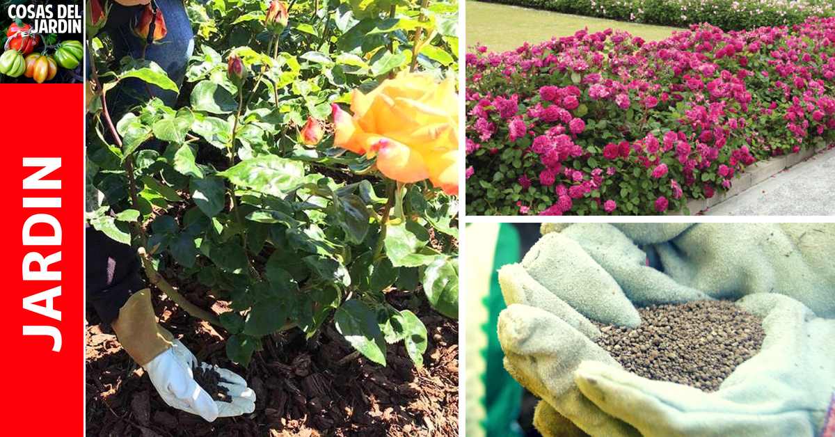 Como preparar abono casero para Rosas y como fertilizar las Rosas