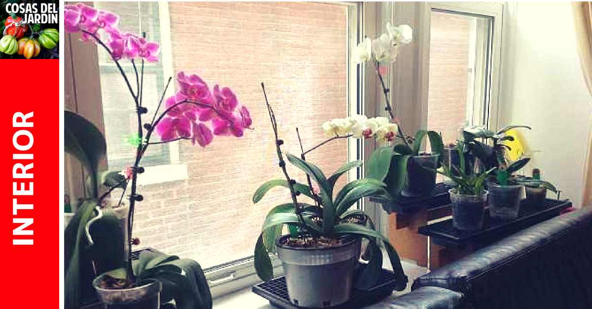 Por qué no florece mi orquídea? Cuánta luz necesitan las orquídeas?