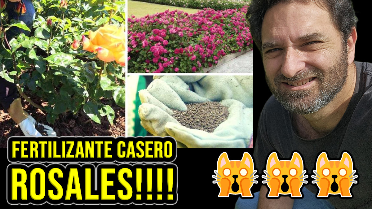 Como preparar abono casero para Rosas y como fertilizar las Rosas