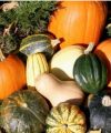 Cultivo de Calabaza