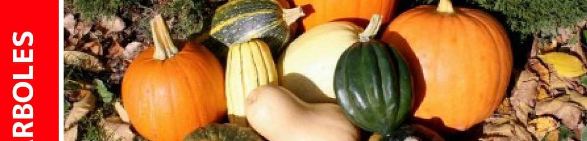 Cultivo de Calabaza