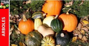 Guía de Cultivo de Calabaza y Zapallo