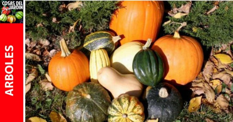 Guía de Cultivo de Calabaza y Zapallo