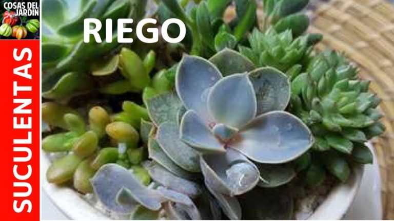 Como regar correctamente las suculentas y los cactus y cada cuanto regar