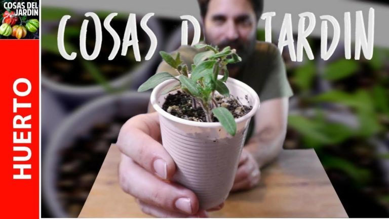 Como cultivar plantines de tomate sin sol y en invierno