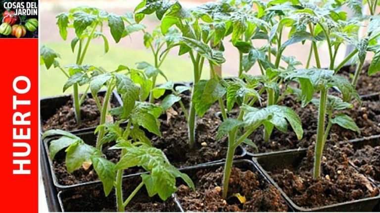 Cómo aclimatar los plantines del indoor al exterior