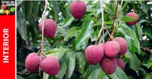 cómo reproducir los árboles de lichi: por semilla, por esqueje y por acodo aéreo