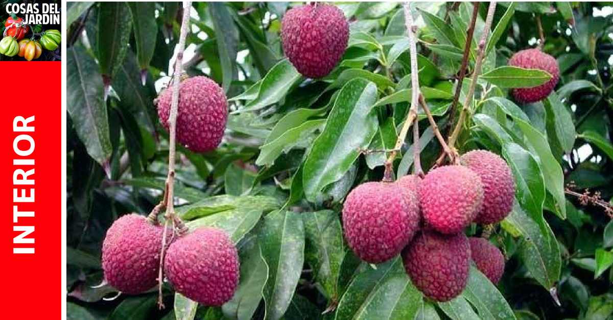 cómo reproducir los árboles de lichi: por semilla, por esqueje y por acodo aéreo