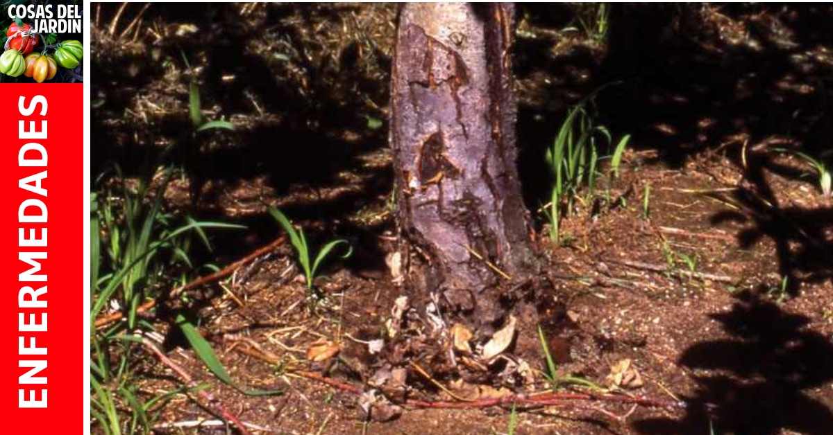 Qué es la Phytophthora? Cuáles son las causas y cómo combatirla?