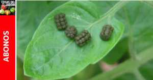 Qué es el Frass? Guano de insecto como fertilizante?
