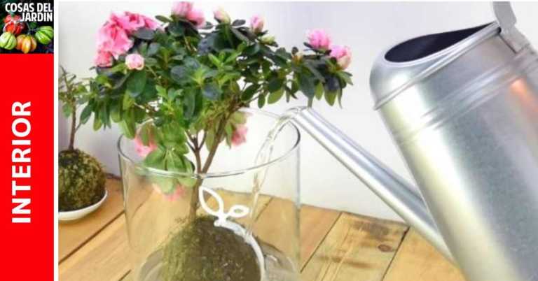 Cuándo necesita riego un Kokedama y Cómo regar Kokedama. El mejor método