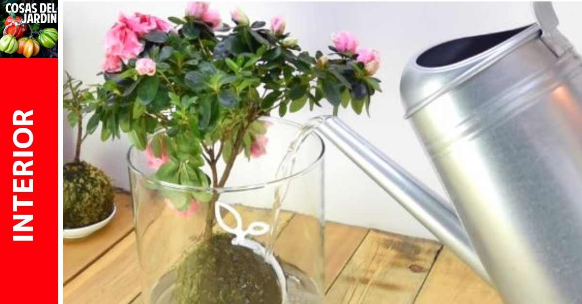 Cuándo necesita riego un Kokedama y Cómo regar Kokedama. El mejor método