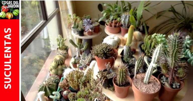 Como mantener vivas las suculentas durante el invierno – Cuidados de las suculentas en inverno